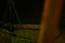 DSC_9934.jpg