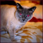 Simon_DSC4890.jpg