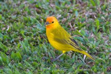 SaffronFinch 299.jpg