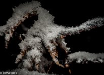 Delicate Crystals (1 of 1).jpg