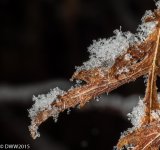 Crystal Leaf (1 of 1).jpg