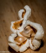 Popcorn2 (1 of 1).jpg