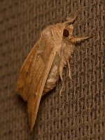 Moth.jpg