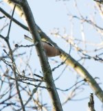 DSC_0558.jpg