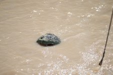 20140728-SHM_5935.jpg