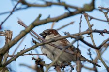 DSC_2521.jpg