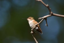 Hummer.jpg