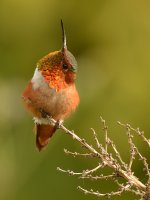 Hummer12.jpg