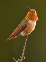 Hummer8.jpg