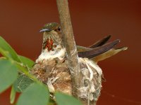 Hummer18.jpg