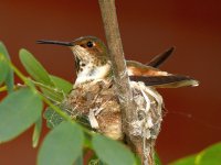Hummer17.jpg