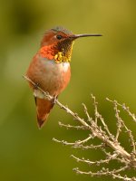 Hummer9.jpg