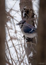 Day 26 of 365-2015-5786.jpg