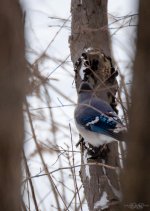 Day 26 of 365-2015-5787.jpg