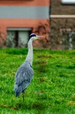 20150125-heron.jpg