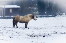 20150125-horse.jpg