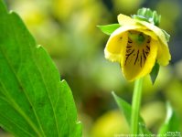 FSC_0217.jpg