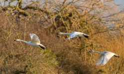 Bewick-Flypast.jpg
