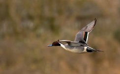 Pintail-2.jpg