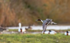 Pintail-Flight-2.jpg