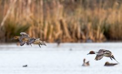 Pintails-2.jpg