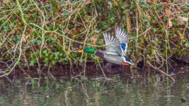 _DSC4135-Edit.jpg