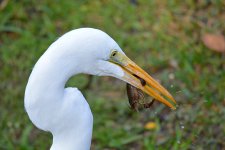 Egret7.jpg