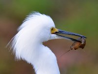Egret6.jpg