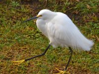 Egret10.jpg