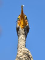 Cormorrant2.jpg