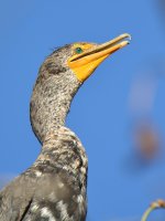 Cormorrant3.jpg