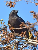 Crow5.jpg