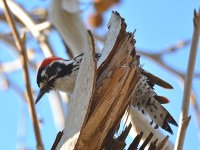 Woodpecker2.jpg