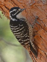 Woodpecker14.jpg