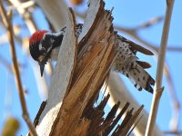 Woodpecker.jpg