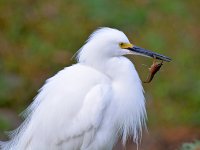 Egret3.jpg