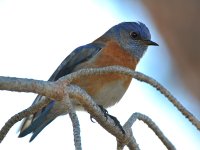 Bluebird12.jpg