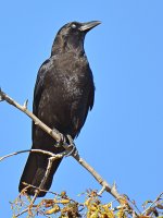 Crow3.jpg
