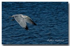 DSC_2256.jpg