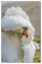 Swan.jpg