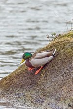 _DSC4733-Edit.jpg