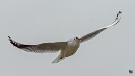 _DSC4811-Edit.jpg