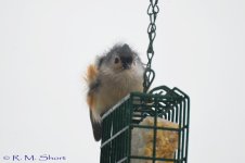 Tufted Titmouse 012715 02.jpg