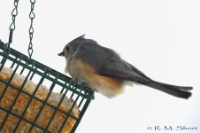 Tufted Titmouse 012715 04.jpg