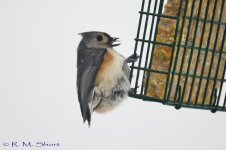 Tufted Titmouse 012715 05.jpg