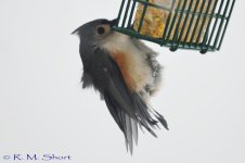 Tufted Titmouse 012715 06.jpg