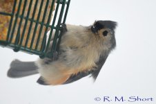 Tufted Titmouse 012715 07.jpg
