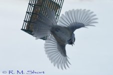 DSC_1043.jpg