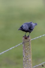 _DSC4591.jpg
