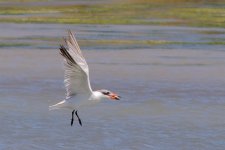 tern.jpg
